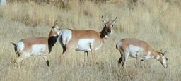 Antelope (2)