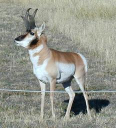 Antelope (3)