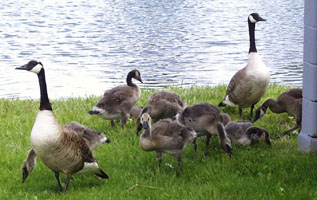 Ducks and Ducklings