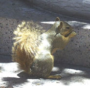 squirrel being fed