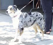 spotted dog