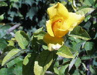 yellow_rose_th