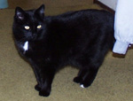 [black
 shorthair standing