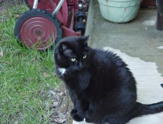 black domestic shorthair