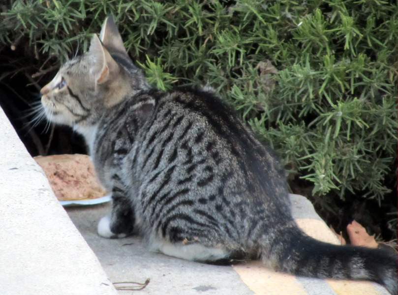 black spotted tabby cat
