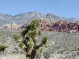 Joshua tree foreground; mountain background