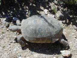 Closeup of desert tortoise