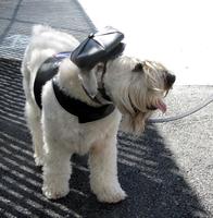 Schnauzer-type dog in leather harness and cap